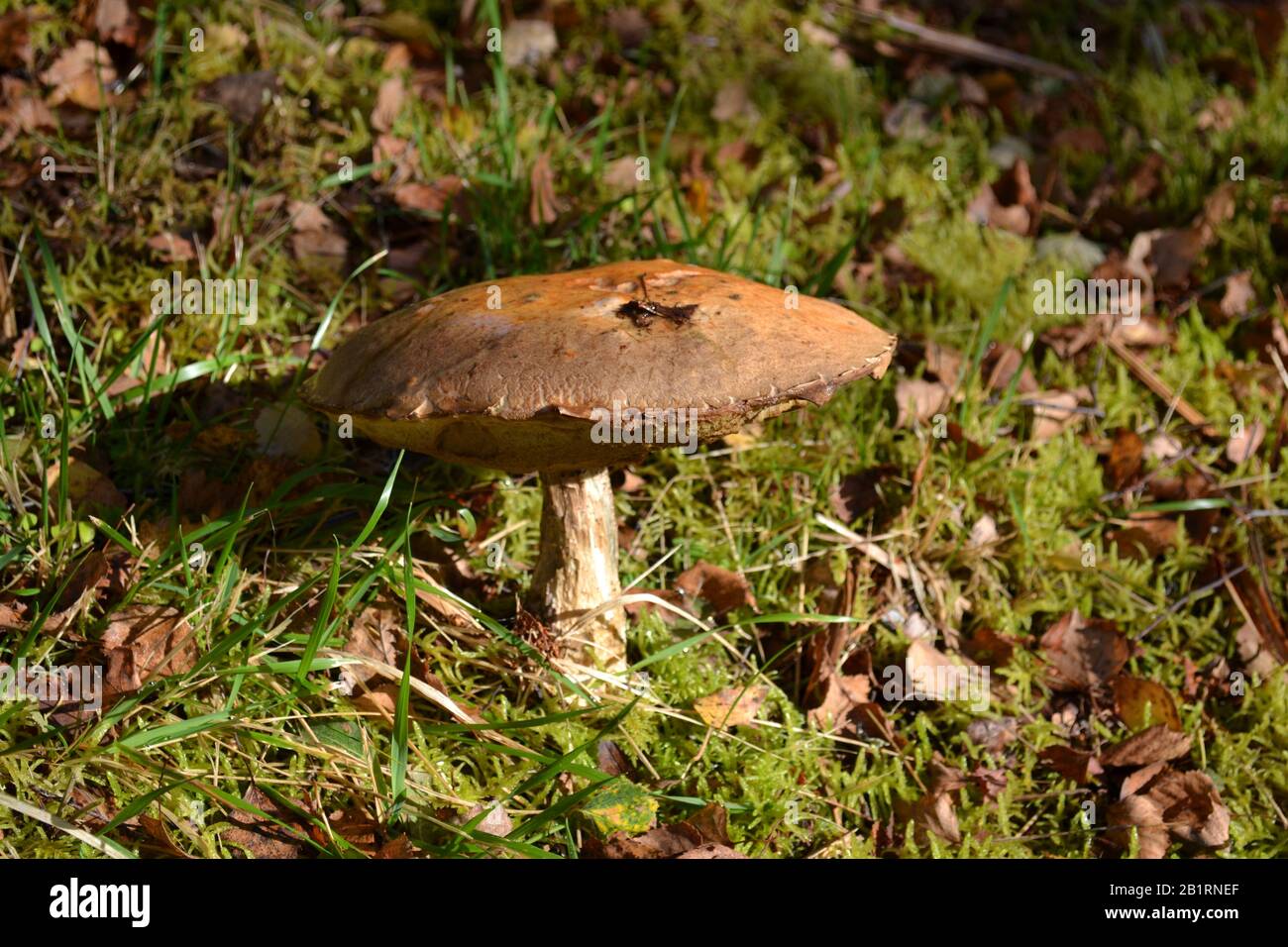 Grand Mushroom brun dans un bois d'automne Banque D'Images