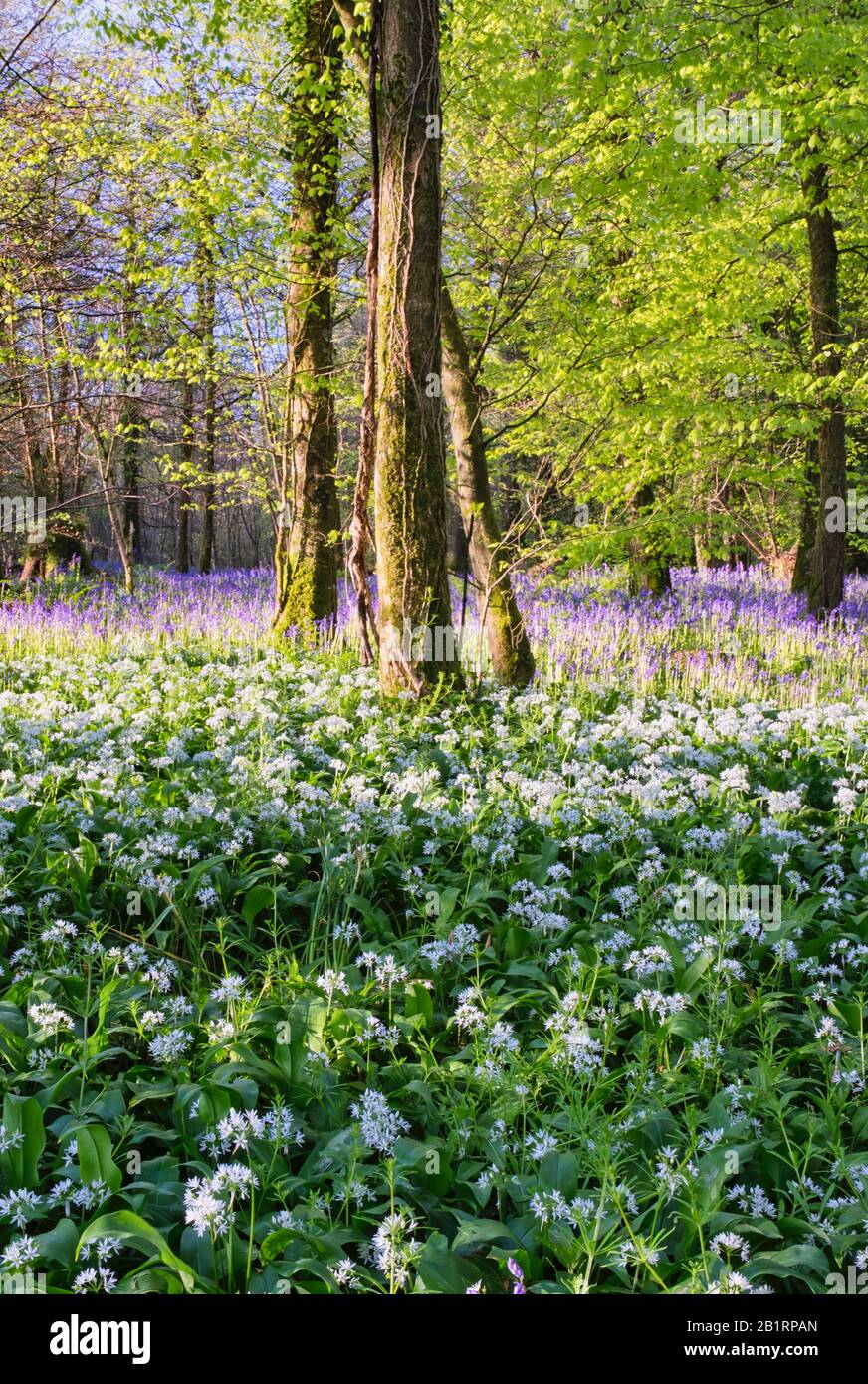 Bluebells à Brownsham Woods, confiance nationale sur le sentier côtier du sud-ouest, fleurs printanières amongs les arbres de hêtre, North Devon, South West, Royaume-Uni Banque D'Images