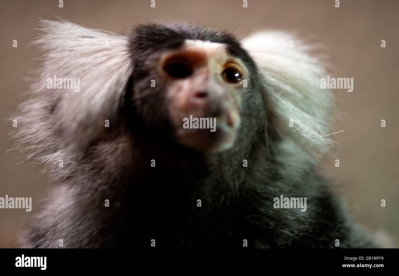 primate-monky Banque D'Images