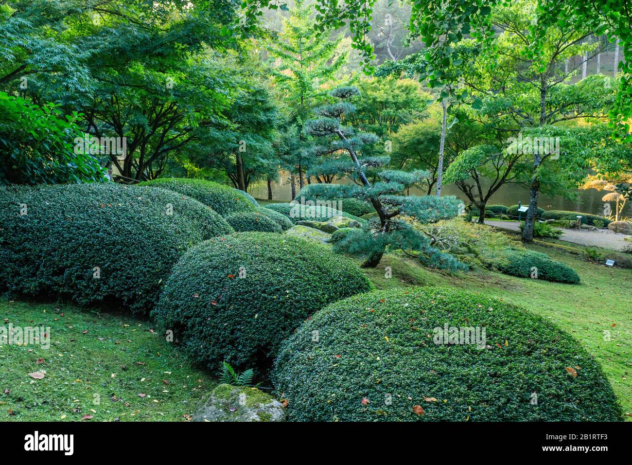 France, Maine et Loire, Maulevrier, Parc Oriental de Maulevrier, azalées taillées et pin découpés ou niwaki // France, Maine-et-Loire (49), Maul Banque D'Images
