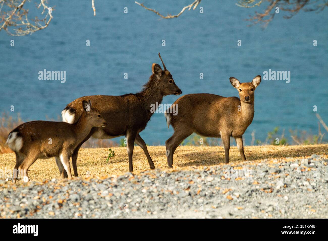 Cerf de Sika (Cervus nippon), également connu sous le nom de cerf repéré ou de cerf japonais. Photographié sur l'île de Kinkasan (ou Kinkazan) dans la préfecture de Miyagi Banque D'Images