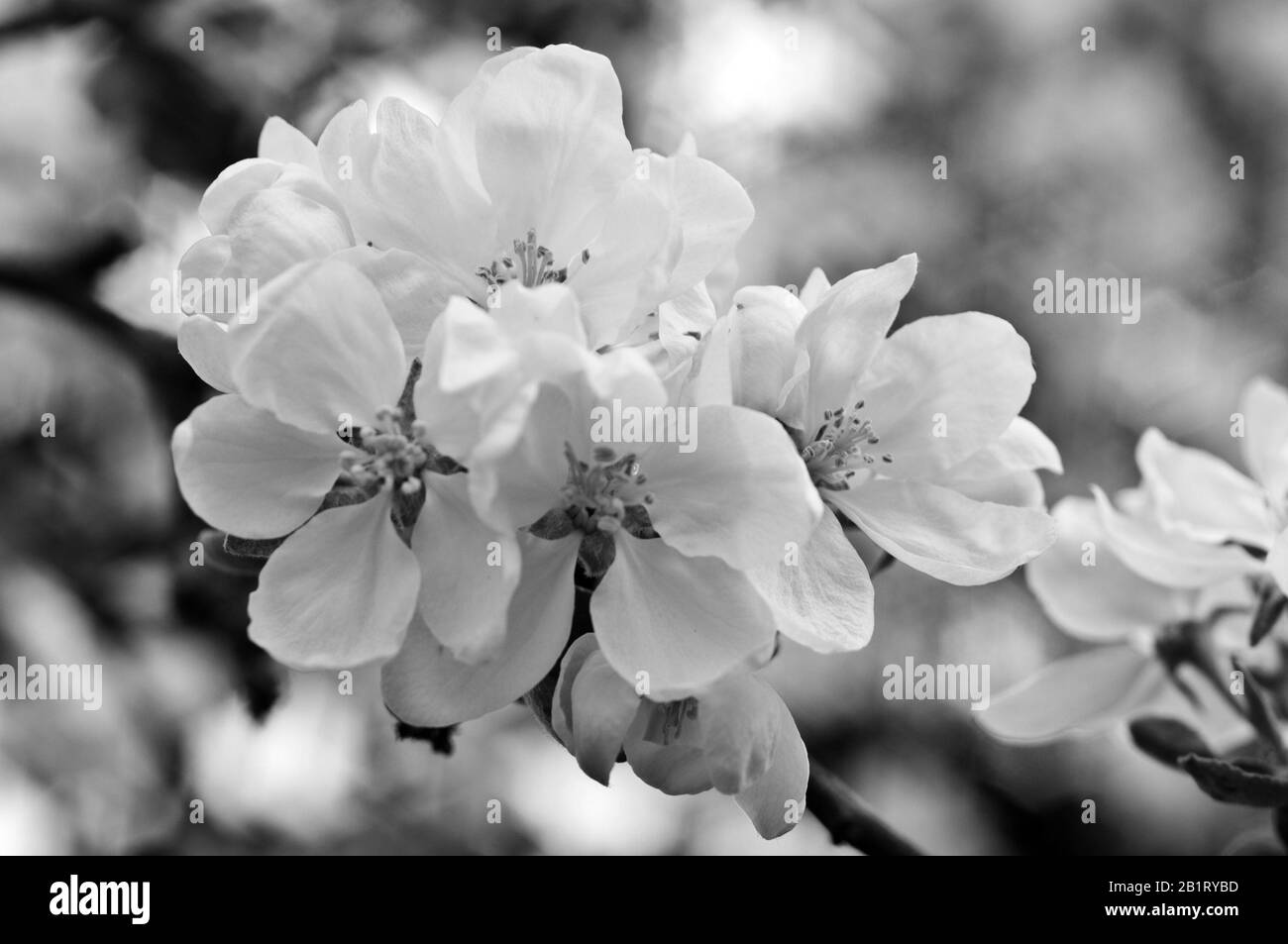 Fleurs d'un pommier au printemps. Fond naturel noir et blanc en plein air en été, en gros plan au printemps. Photo en noir et blanc Banque D'Images