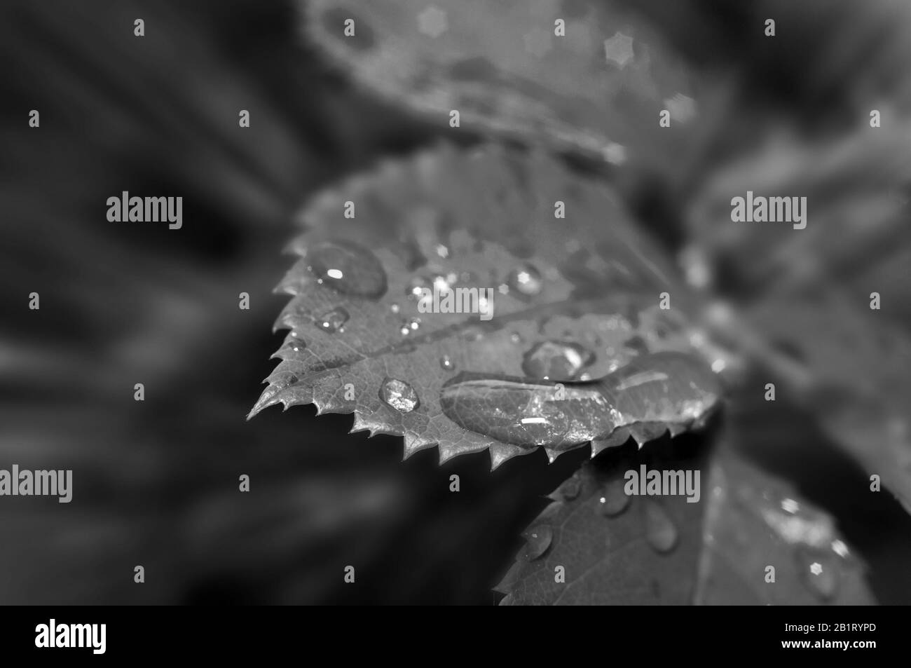 Gouttes de rosée dans les feuilles. Fond de nature noir et blanc avec des gouttes fraîches matinales d'eau de pluie transparente sur la feuille. Photo en noir et blanc Banque D'Images