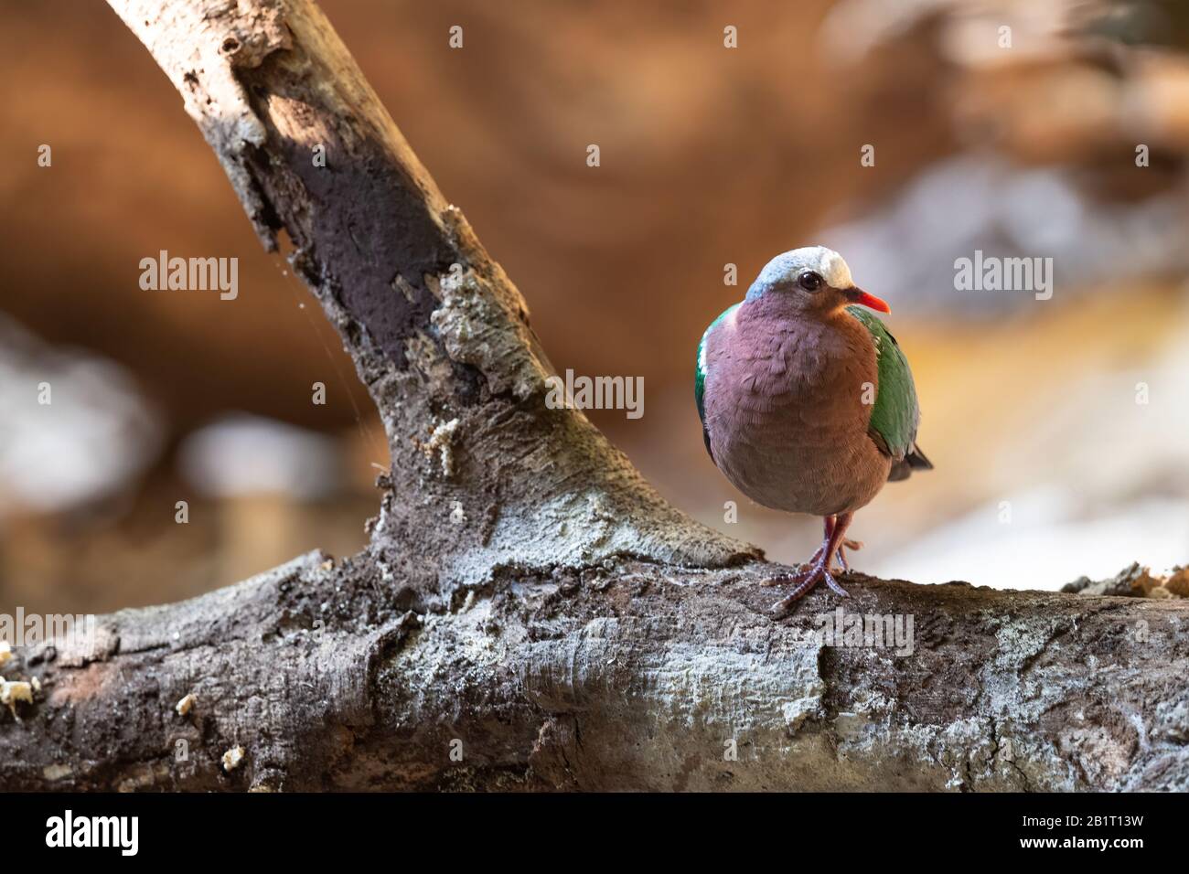 La colombe émeraude émeraude Asiatique, colombe, ou gris colombe émeraude enneigées (Chalcophaps indica) est un pigeon qui est un résident d'oiseaux reproduction généralisée Banque D'Images