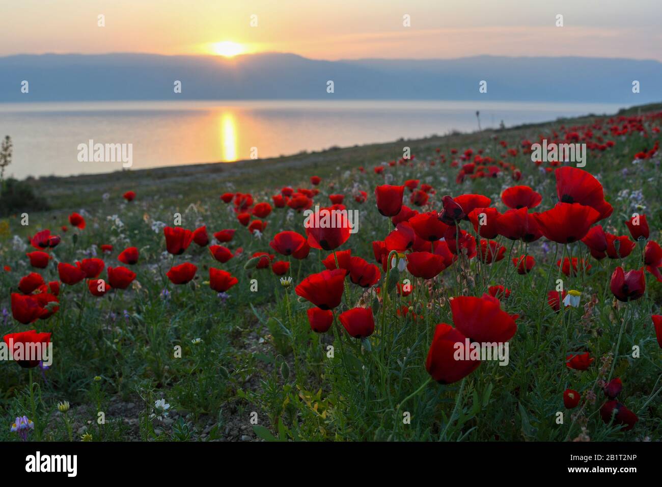 Un pré de fleurs de pavot rouge (papaver) au coucher du soleil. Après une saison de pluie rare dans le désert de Judée et sur les rives de la mer Morte, une abondance de wi Banque D'Images