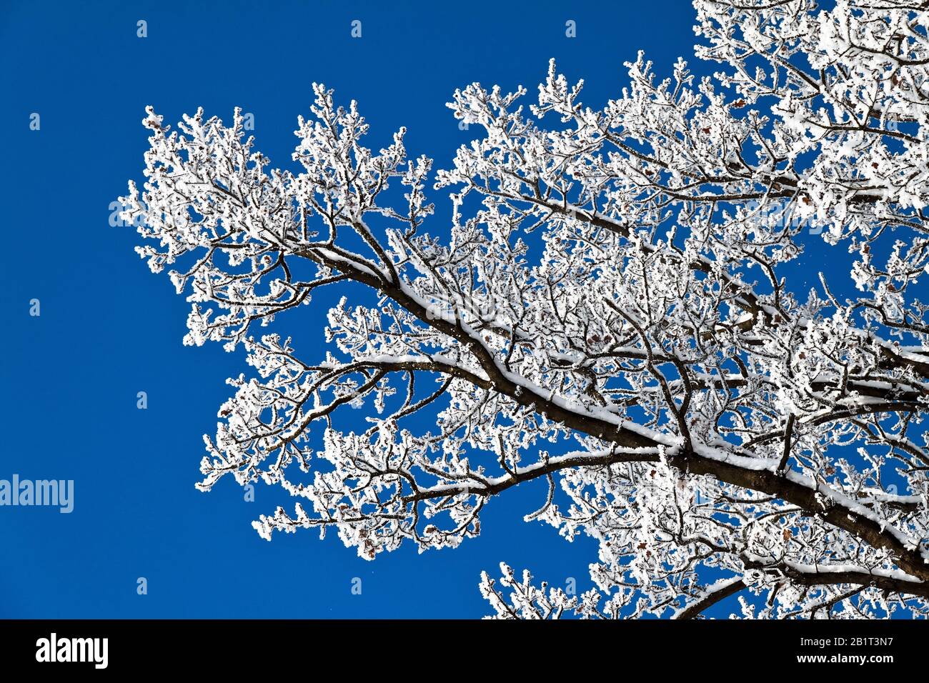 Eine Landschaft mit Raureif, Frost und Schnee auf Baum im Winter. Banque D'Images