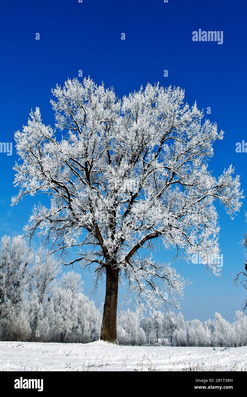 Eine Landschaft mit Raureif, Frost und Schnee auf Baum im Winter. Banque D'Images