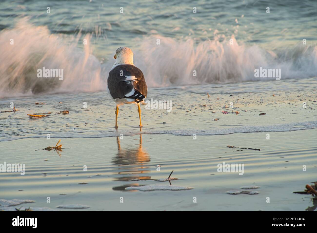 Un mouette d'oiseau de mer au coucher du soleil sur la plage de Floride, vagues en arrière-plan Banque D'Images