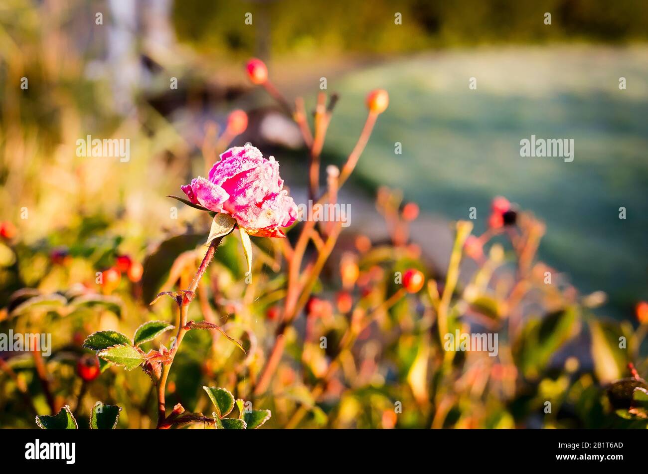 Une rose rose givrée (Rosa Flower Carpet) remarquablement encore floraison en janvier imid-hiver montrant la rusticité inhabituelle dans un jardin anglais Banque D'Images