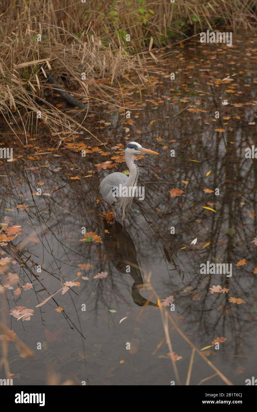 Graureiher (Ardea Cinerea), Schloßpark Charlottenburg, Berlin, Allemagne Banque D'Images