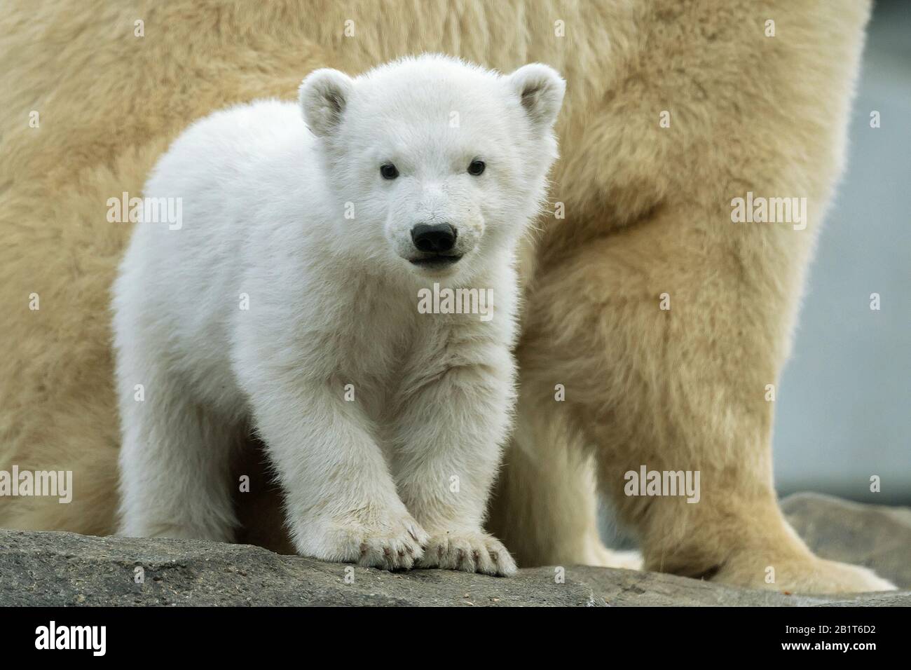 Vienne Finja 9 Novembre 19 Finja Bebe Ours Polaire Est Vue Au Zoo De Schonbrunn A Vienne Autriche 22 Fevrier Jeudi A L Occasion De La Journee Internationale De L Ours Polaire Le