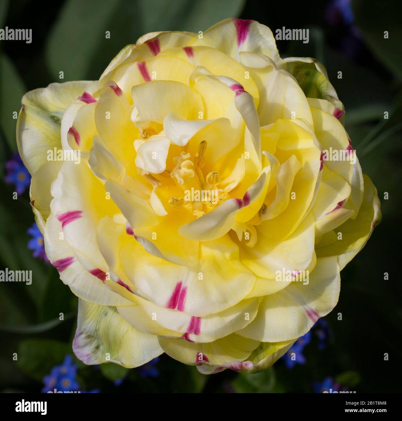 Gros plan d'une magnifique tulipe jaune en fleur. Banque D'Images