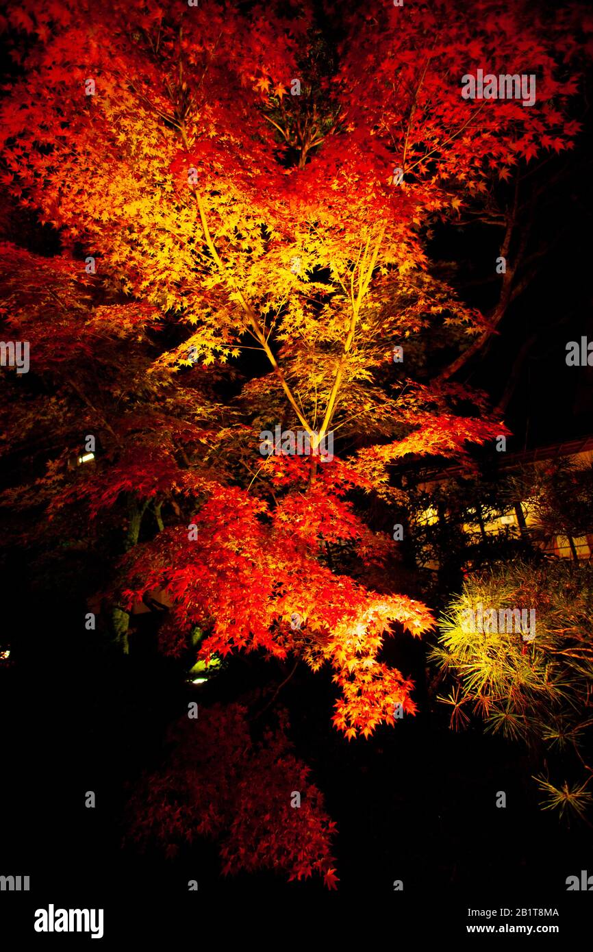 Kōyō (Koyo - Foliage d'automne) À Mesure Que descend l'automne, il transforme les forêts du Japon des teintes radiantes de rouge, d'orange et de jaune. Arbres illuminés la nuit Photog Banque D'Images