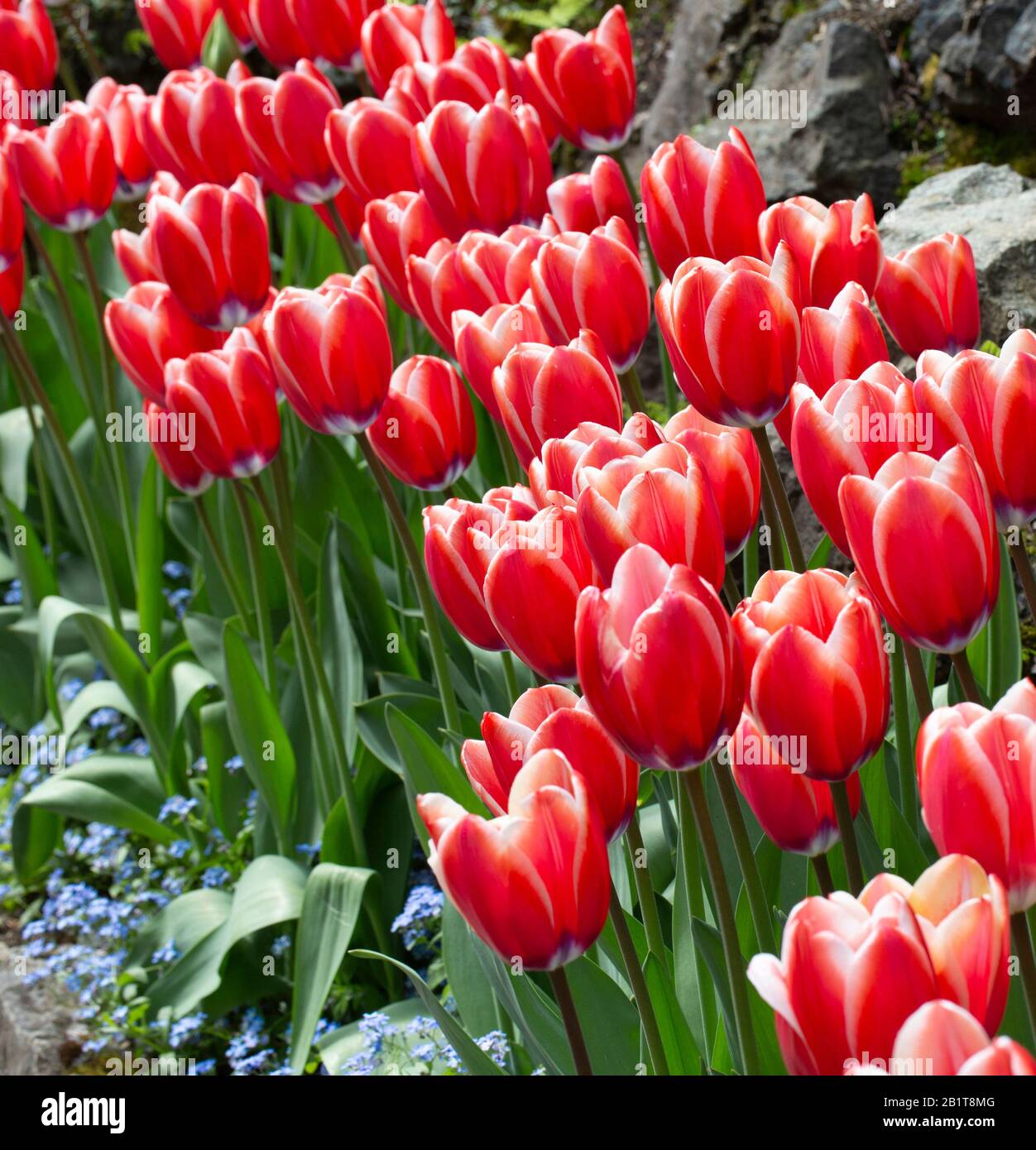 Rien ne dit « Printemps » mieux qu'une tulipe rouge en fleur. Banque D'Images