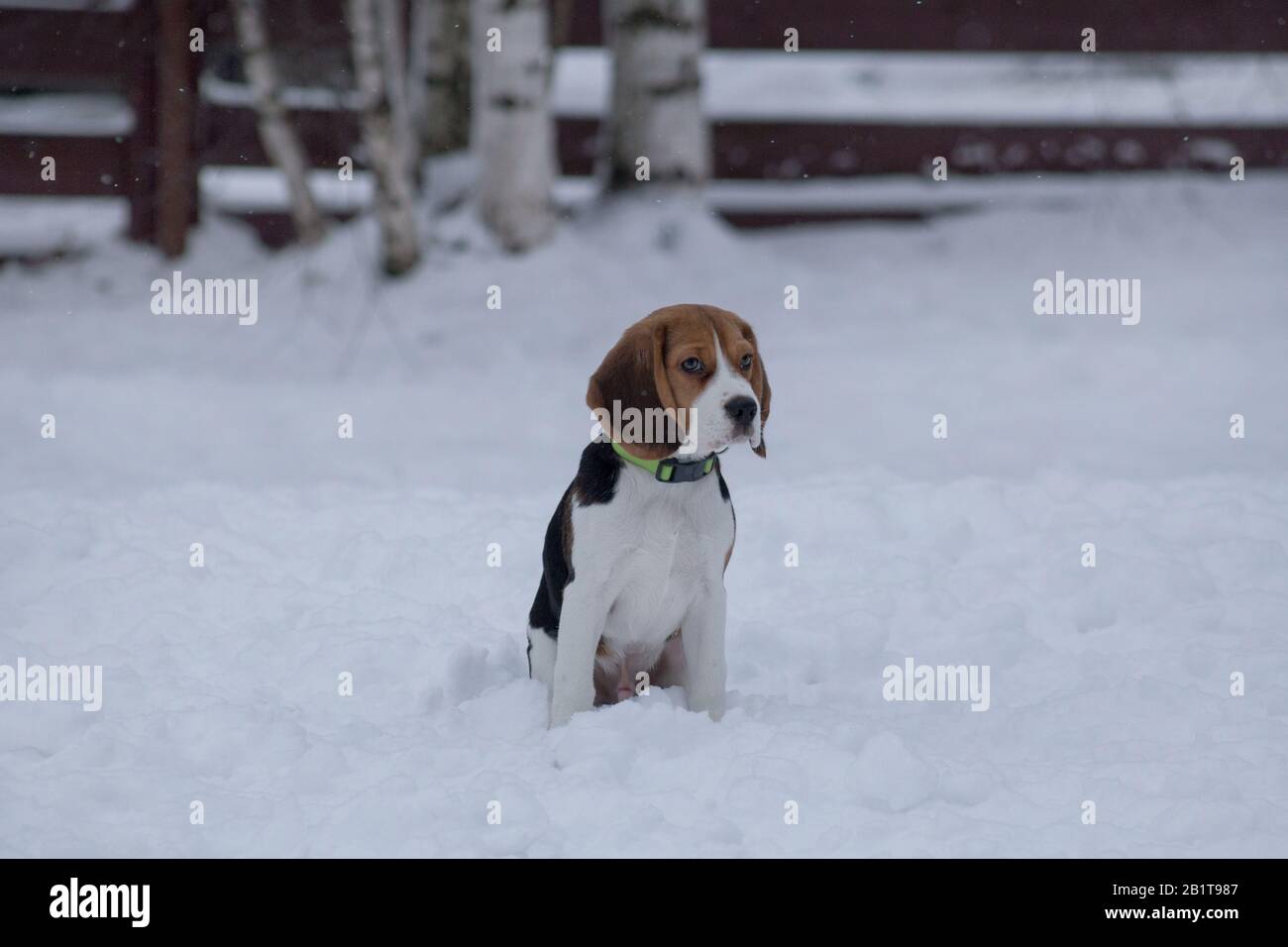 Le joli chiot beagle anglais est assis sur une neige blanche dans le parc d'hiver. Trois mois. Animaux de compagnie. Banque D'Images