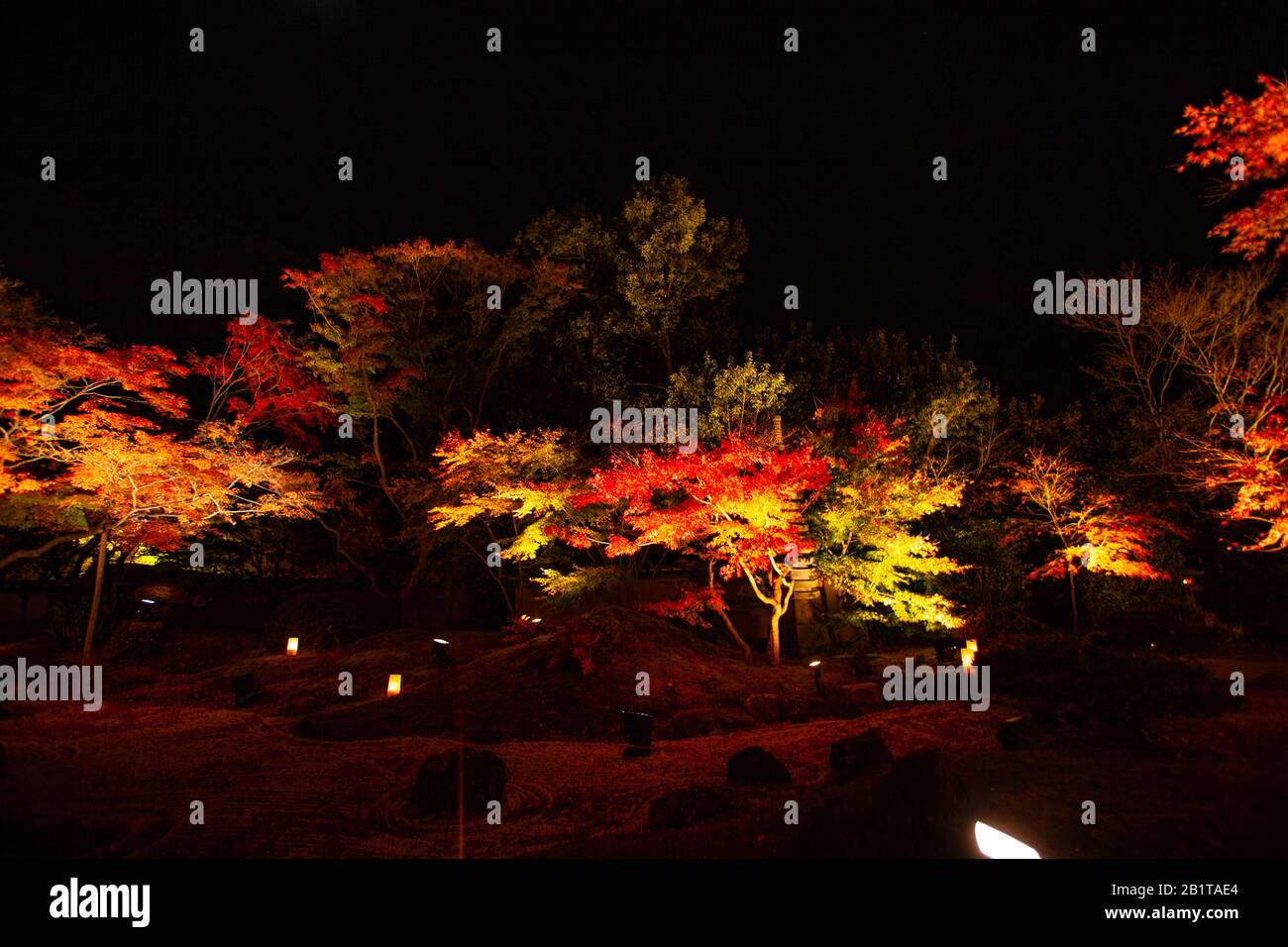 Kōyō (Koyo - Foliage d'automne) À Mesure Que descend l'automne, il transforme les forêts du Japon des teintes radiantes de rouge, d'orange et de jaune. Arbres illuminés la nuit Photog Banque D'Images