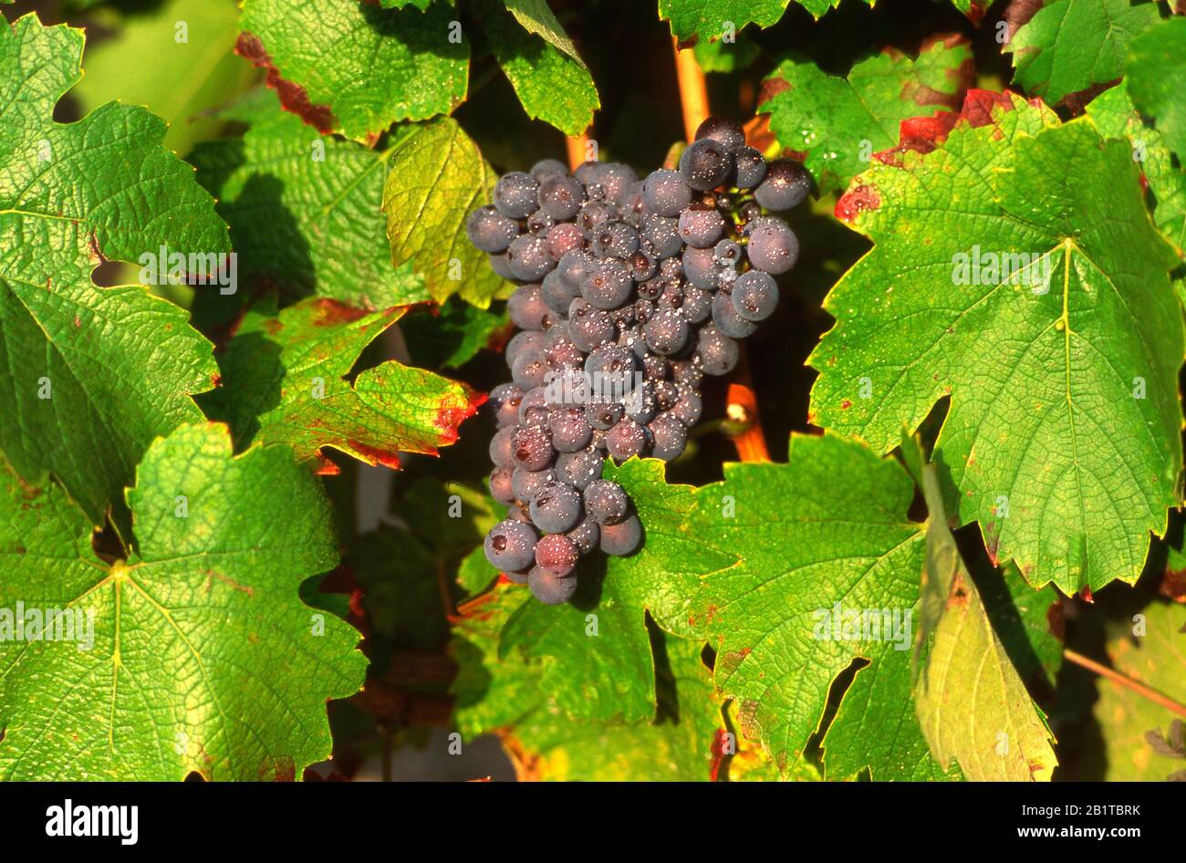 Bouquet de raisins verts sur la vigne, France Banque D'Images