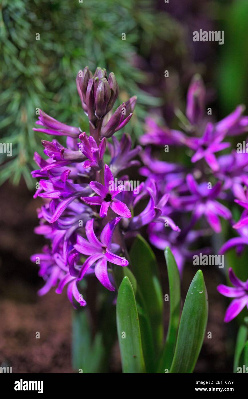 Jacinthus Orientalis 'Purple Sensation'. Banque D'Images