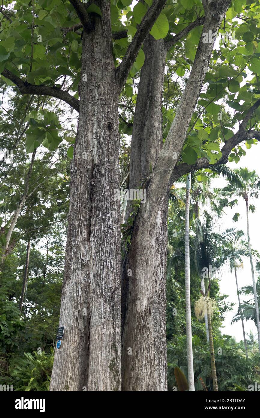 DH Jardins botaniques CAIRNS AUSTRALIE Teak Tree Banque D'Images