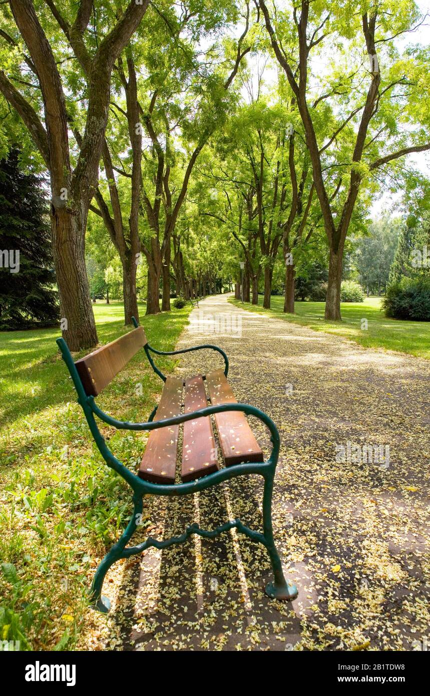 Schnurbaunallee, cordwood, Sophora japonica, espèces de Sophora, banc de parc, jardins de spa, Bad Gleichenberg, Styrie, Autriche Banque D'Images