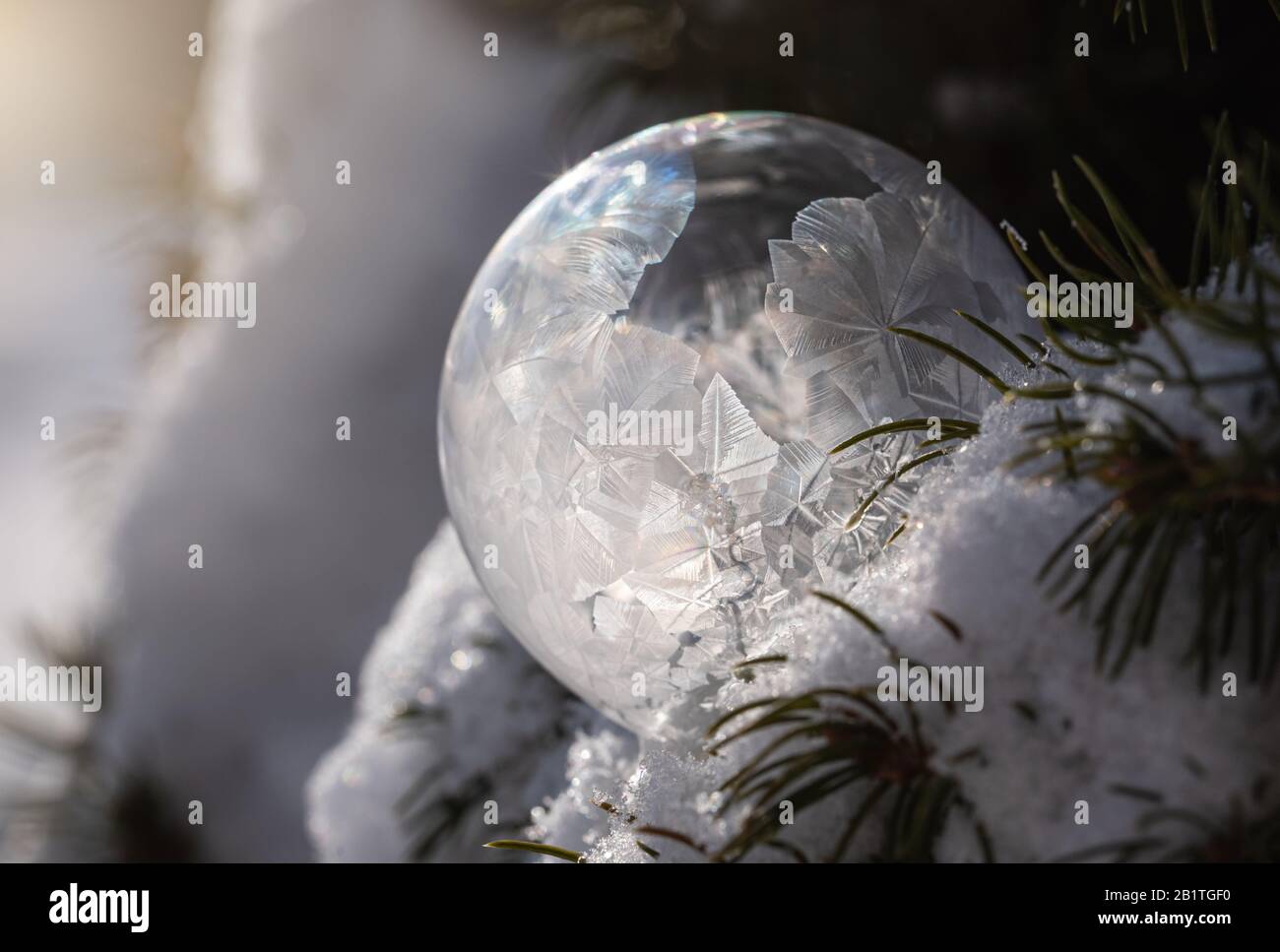 La bulle de savon gèle dans un arbre recouvert de neige pendant un hiver. Banque D'Images