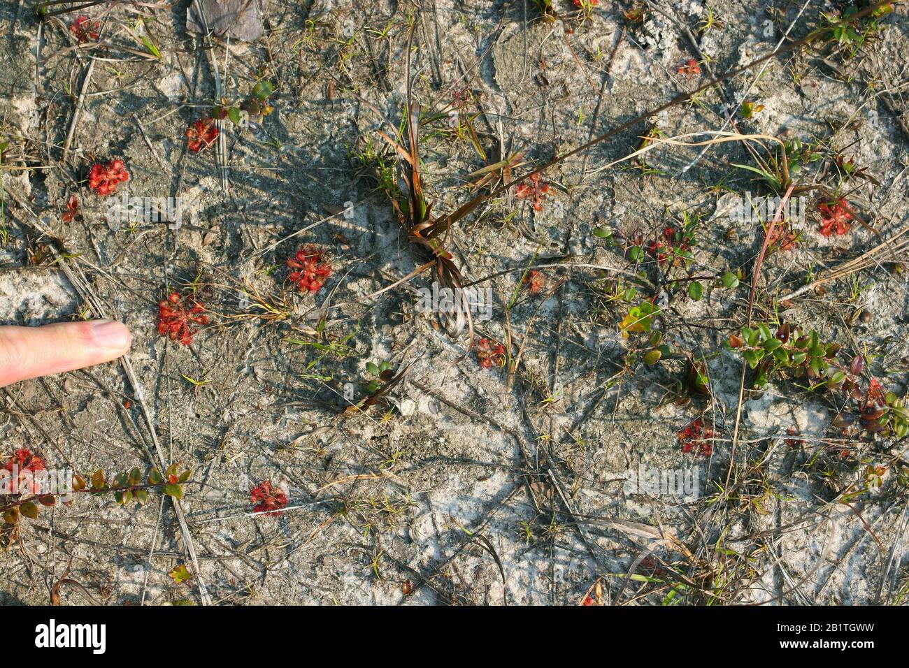 Nain ou petits sundaws (Drosera brevifolia), Green Swamp, Caroline du Nord États-Unis Banque D'Images