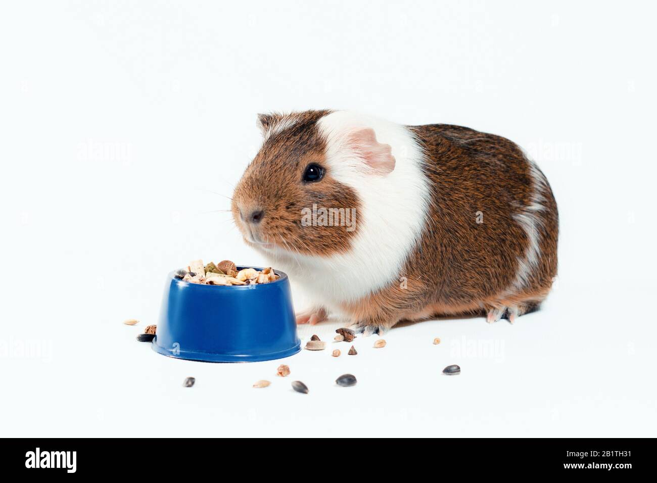 Brown Guinea Pig Banque D Image Et Photos Alamy