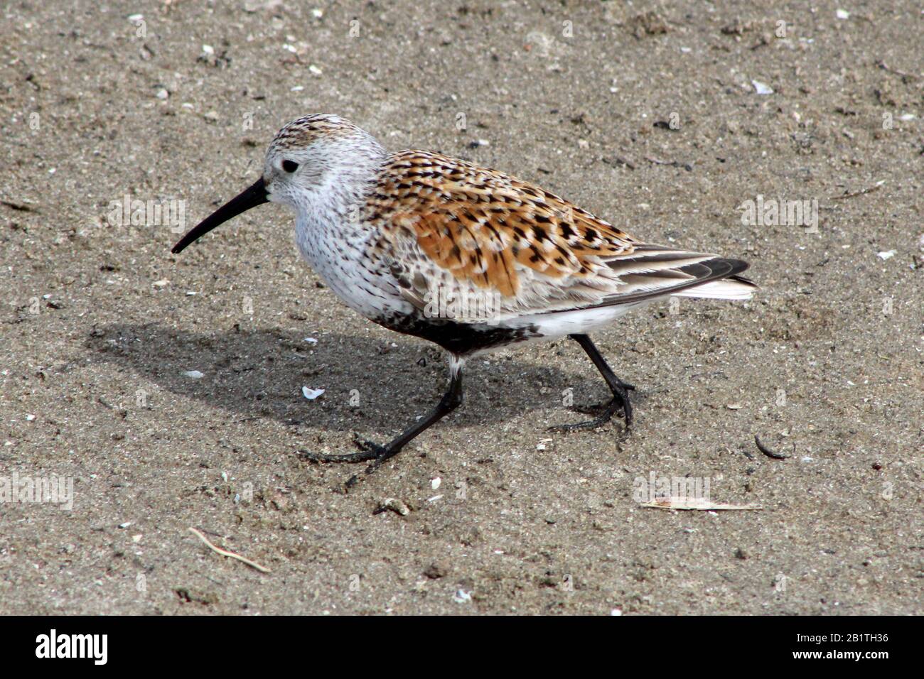 Dunlin s'affluent à la plage Banque D'Images