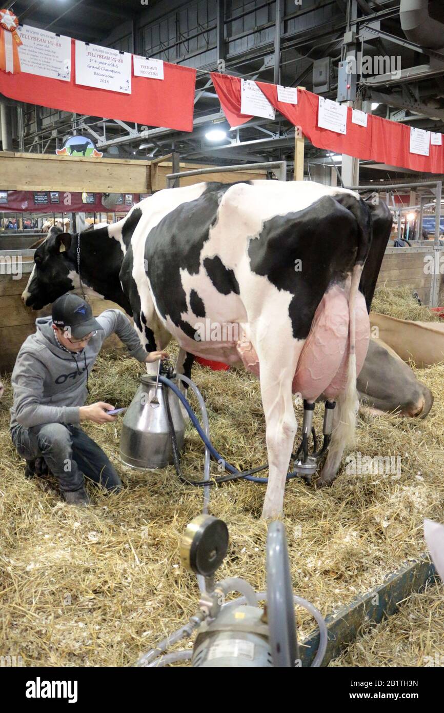 Royal Winter Fair À Toronto Banque D'Images