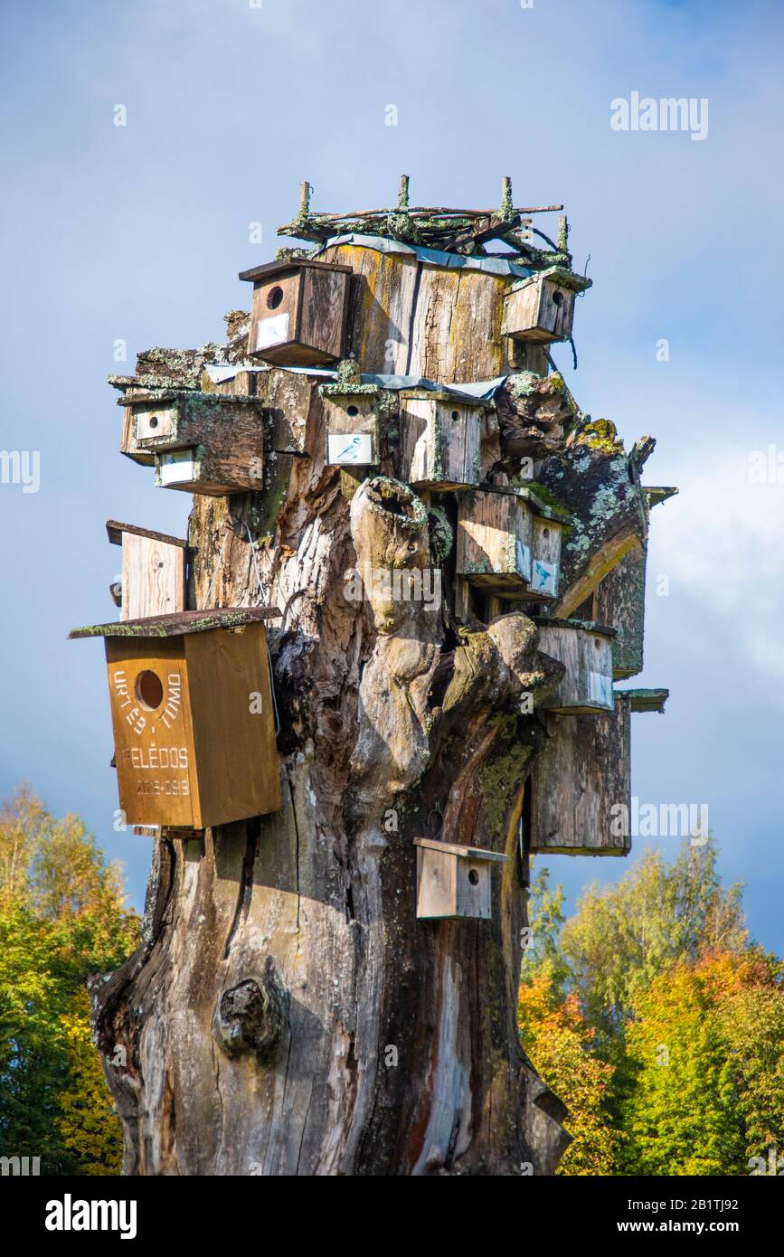 Boîtes à oiseaux, Lituanie Banque D'Images