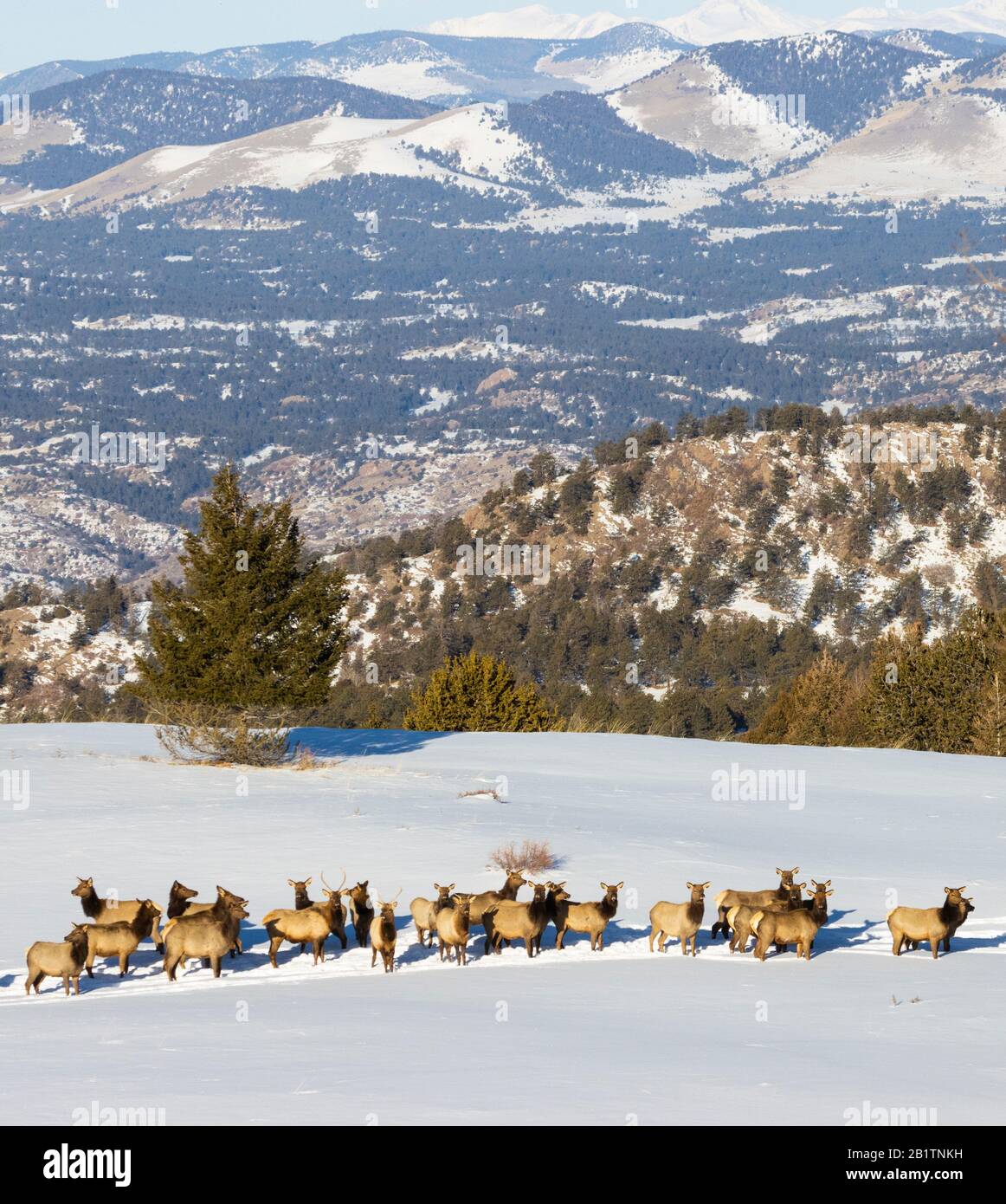 Un petit troupeau de wapitis qui traverse la neige profonde sur un sommet enneigé de la forêt nationale de Pike, dans le Colorado Banque D'Images