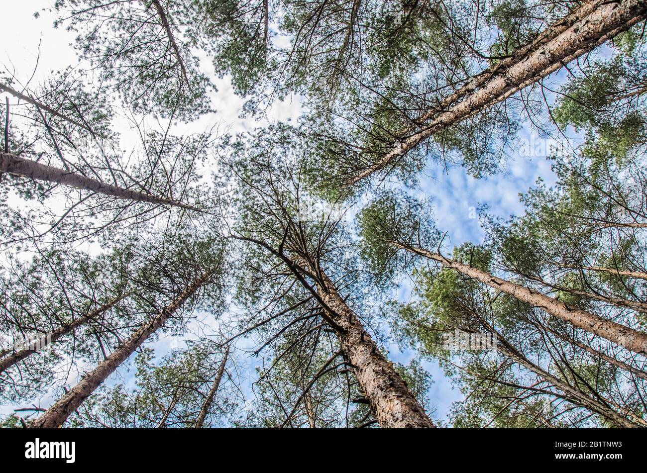 Vue sur les couronnes des arbres de dessous, Lettonie. Vue sur les arbres de couronne verdoyants depuis le bas jusqu'au ciel. Couronne verte des arbres contre le ciel. Vue sur le ciel Banque D'Images