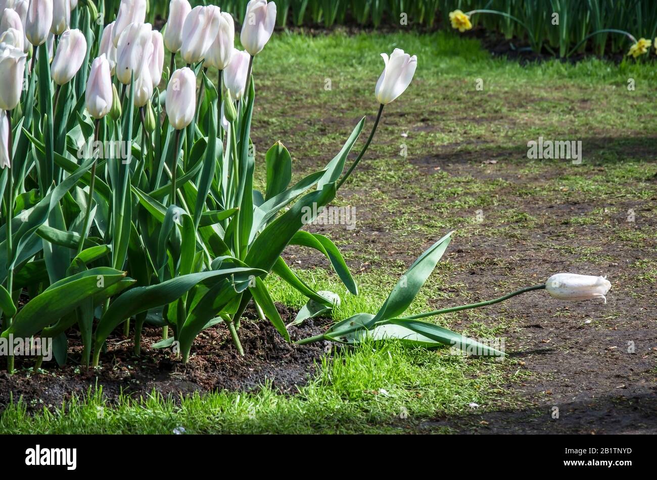 Tulipes poussant dans le jardin. Fleur de tulipe seule tombée près du groupe de tulipes. Fleurs de tulipes blanches. Banque D'Images