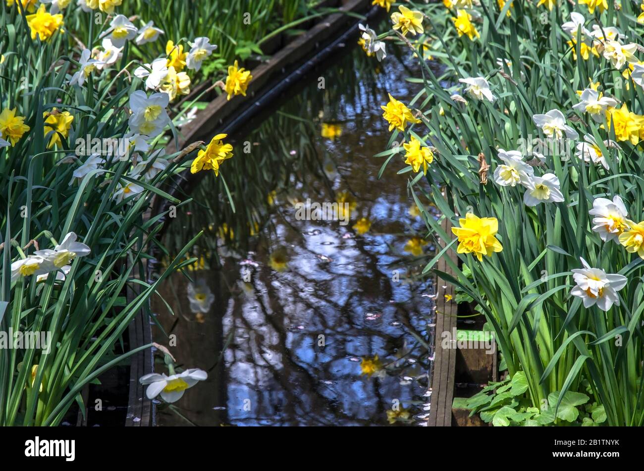 Vue sur les narcisses jaunes et blanches et leur réflexion dans un petit canal d'eau dans le parc Keukenhof au printemps néerlandais, Pays-Bas Banque D'Images