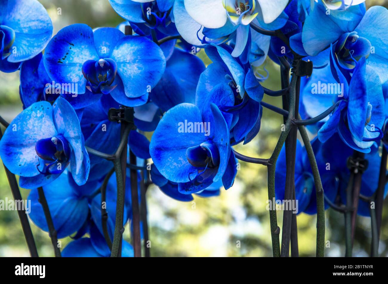 Orchidées bleues Banque de photographies et d'images à haute résolution -  Alamy