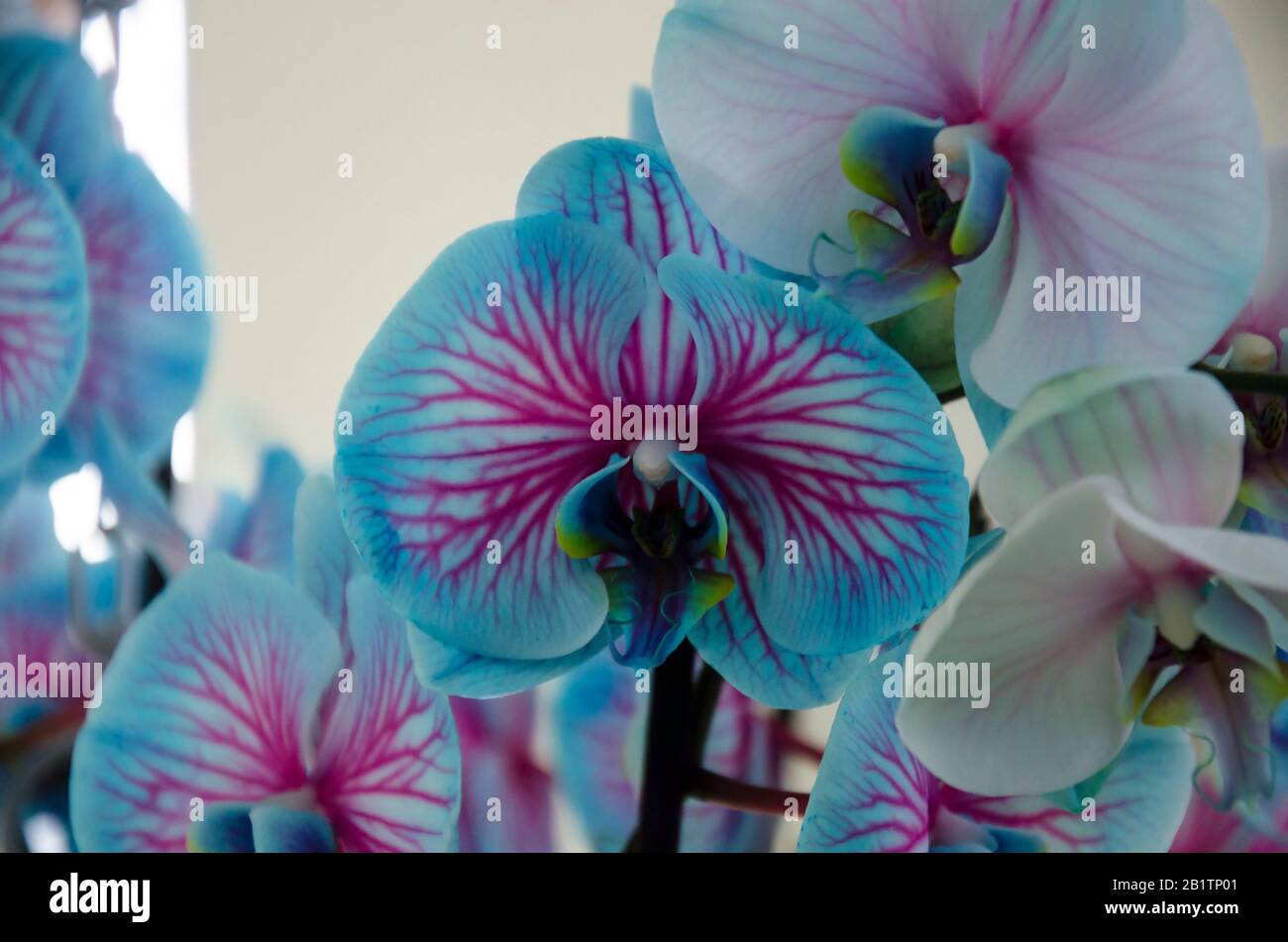 Bleu avec orchidée rose. Fleur tropicale. Présent pour la Saint-Valentin  Photo Stock - Alamy