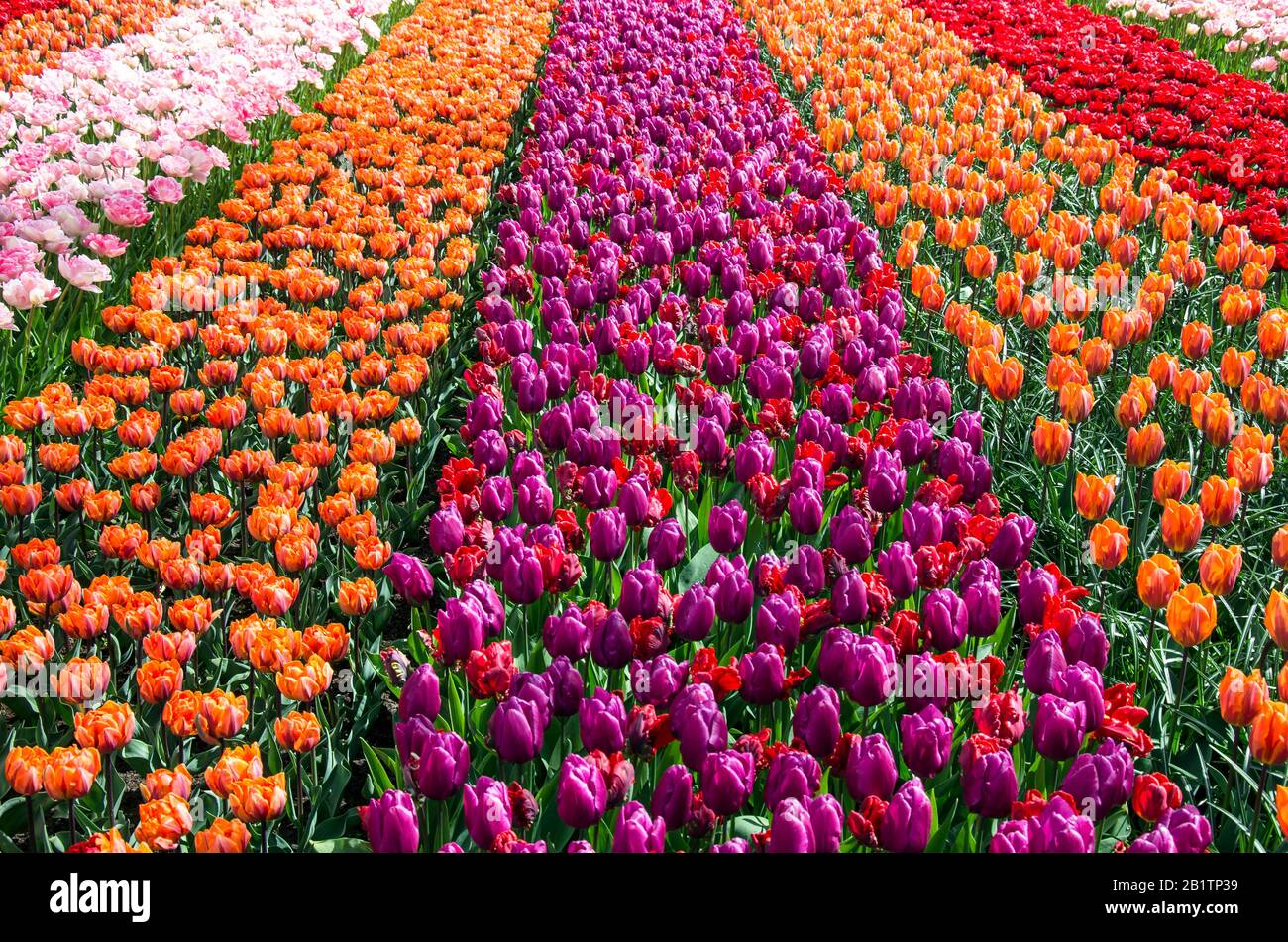 Magnifiques tulipes colorées dans le jardin. Tulipes rouges, orange, violettes et roses. Fleurs arrière-plan, bannière florale ou panorama. Fleurs fleuries. Pays-Bas. Banque D'Images