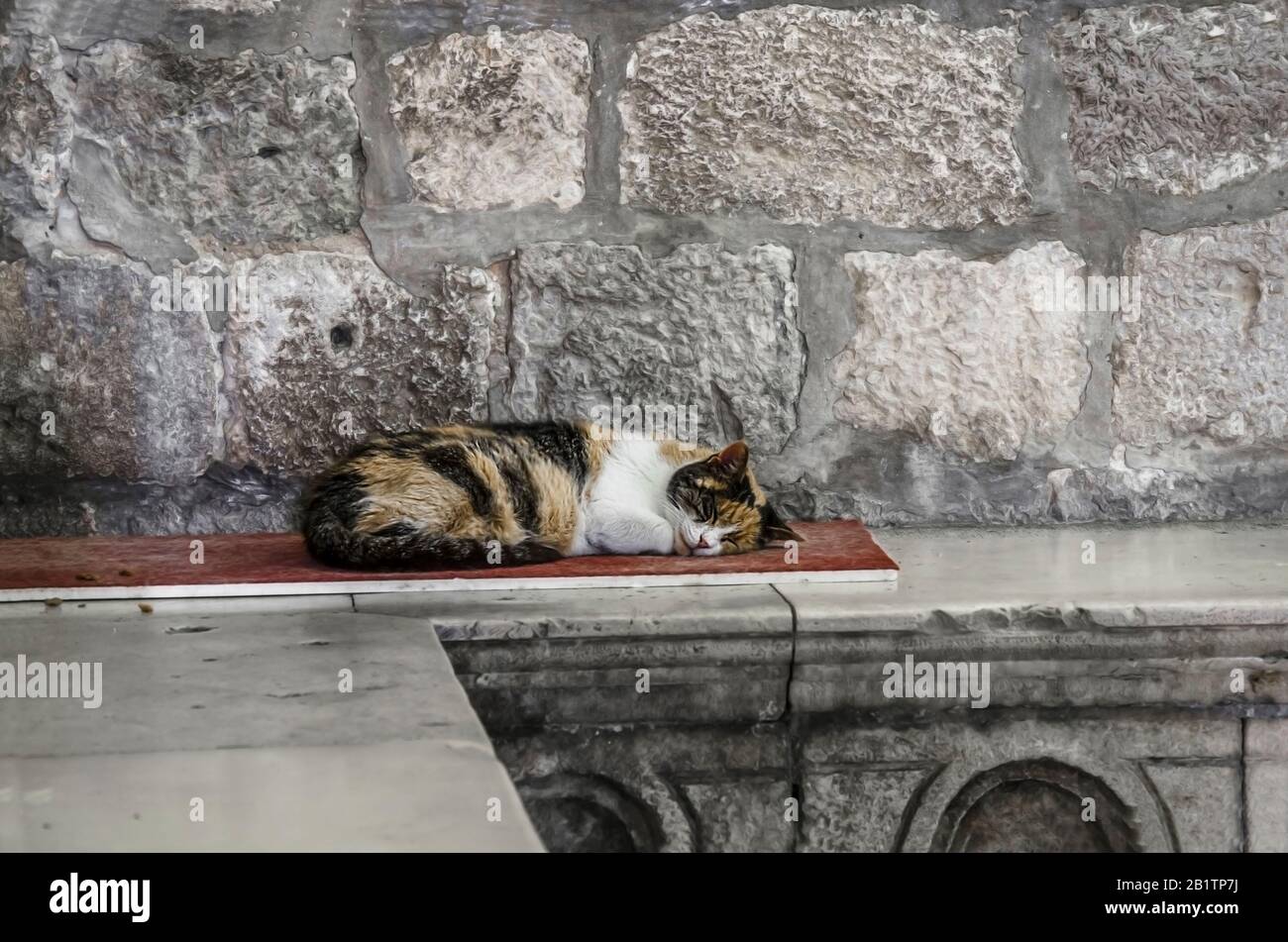 Vieux chat dormant sur un banc de pierre à Dubrovnik, Croatie. Chat sans abri dormant. Banque D'Images