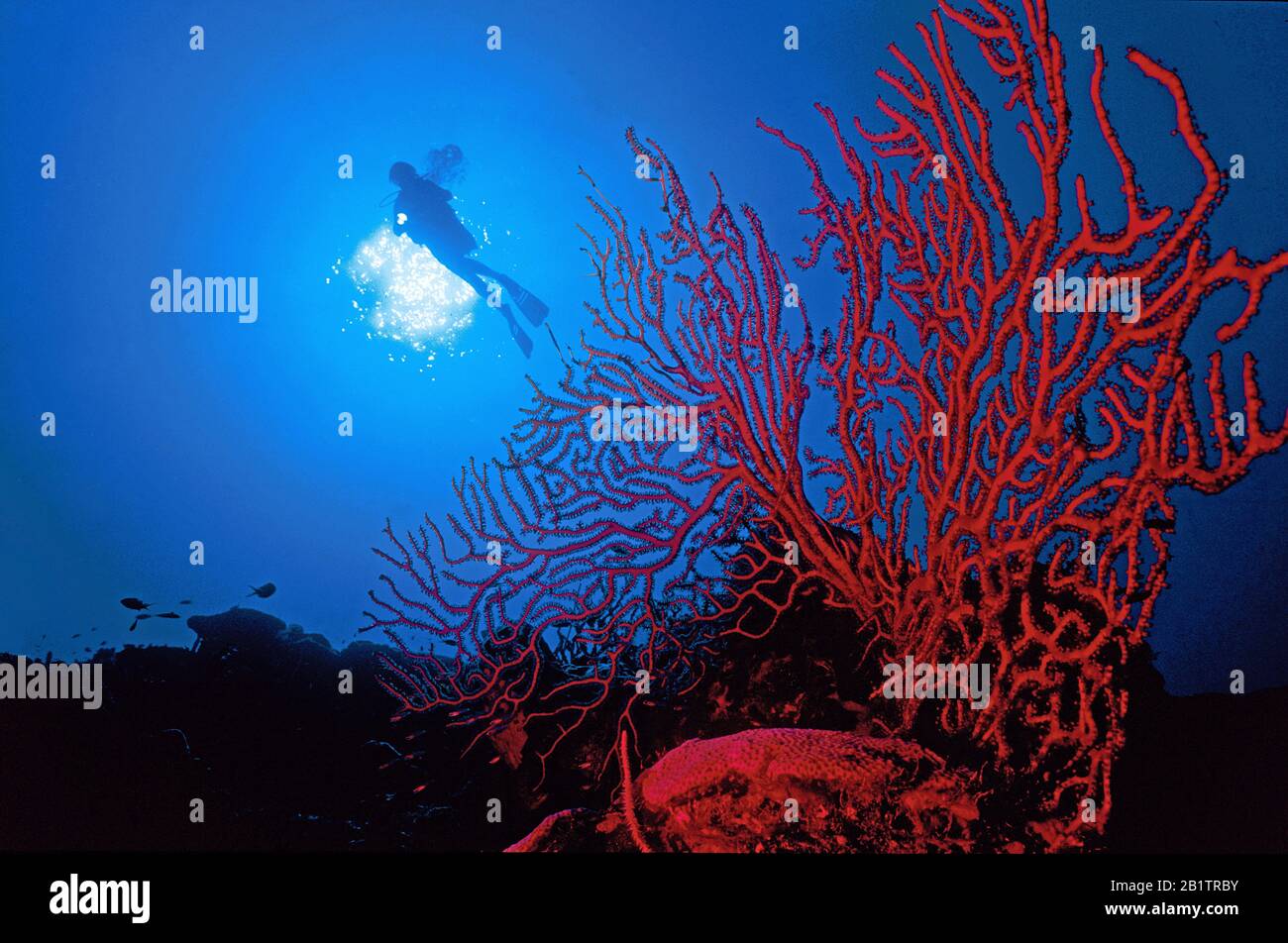 Plongée sous-marine derrière un marin rouge, Isla de Juventud, Cuba Banque D'Images