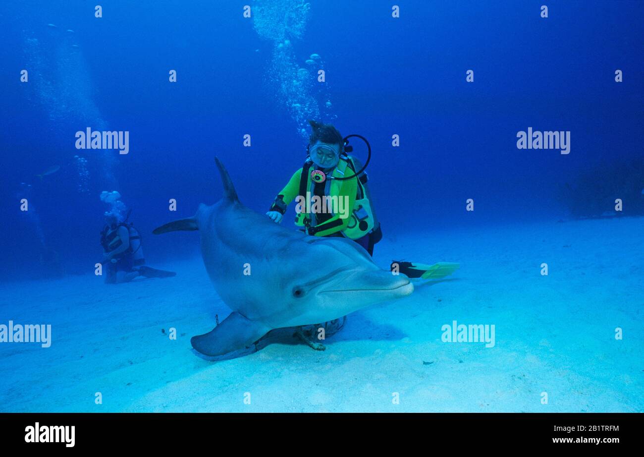 Taucher streichelt einen Großen Tümmler (Tursiops truncatus), Grand Bahama, Bahamas | Scuba plongeur touche un dauphin Bottlenose (Tursiops truncatus), G Banque D'Images