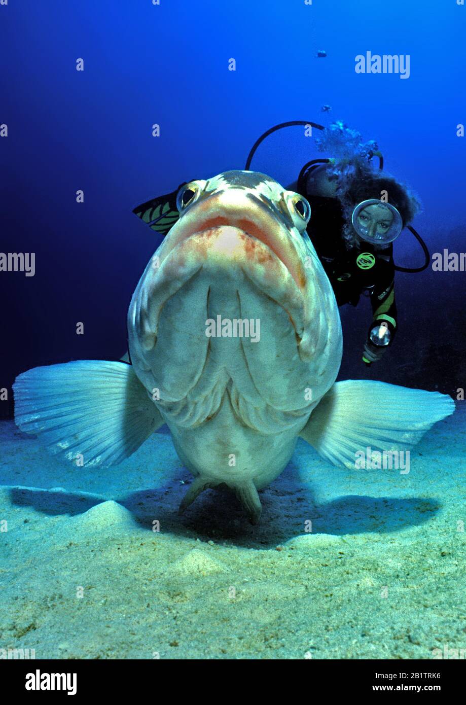 Plongée sous-marine derrière un Grouper de Nassau (Epinephelus striatus), Grand Cayman, îles Caïmanes Banque D'Images