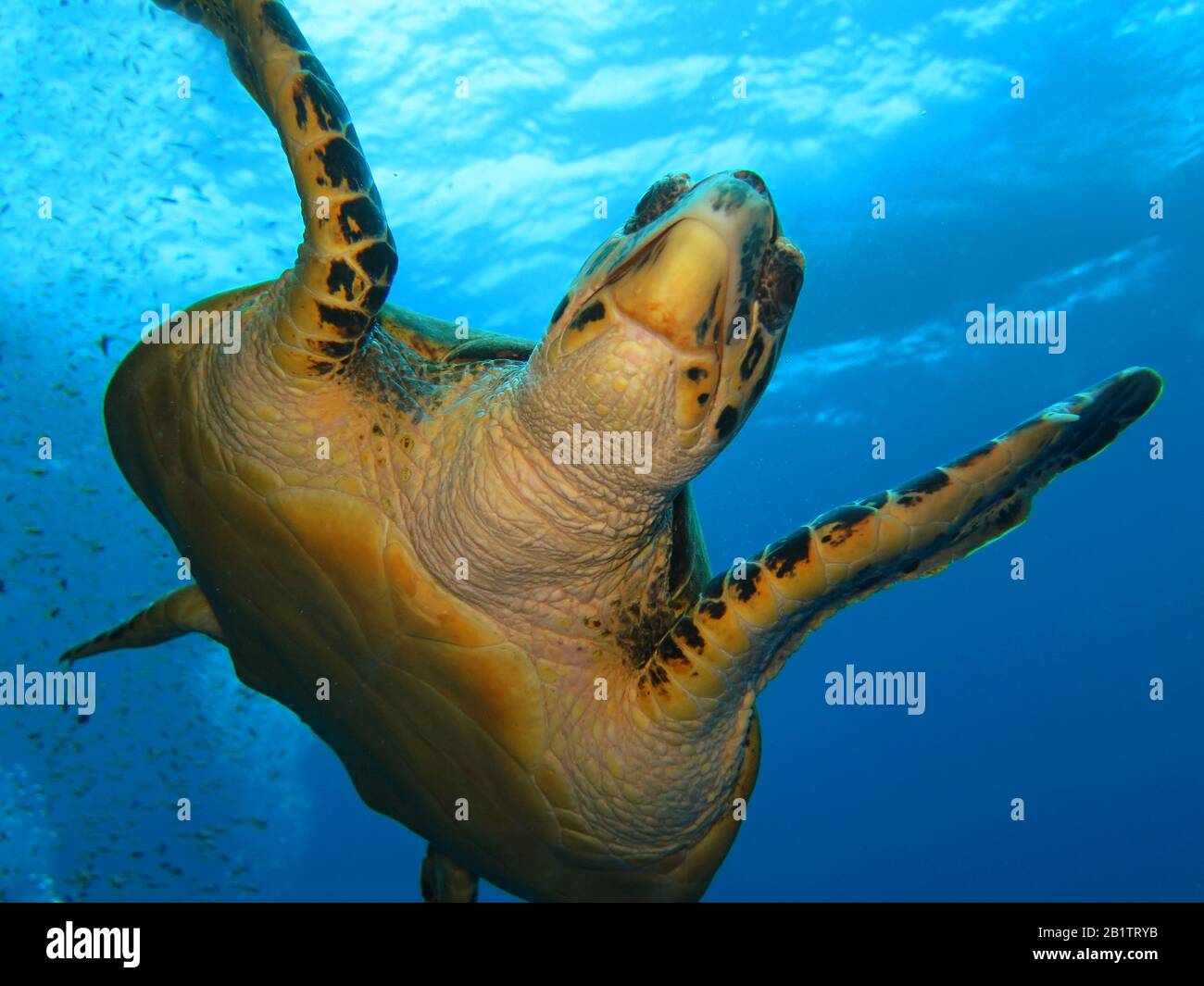 Echte Karettschildkröte (Eretmochelys Imbricata), Riff, Rotes Meer, Aegypten / Ägitten Banque D'Images