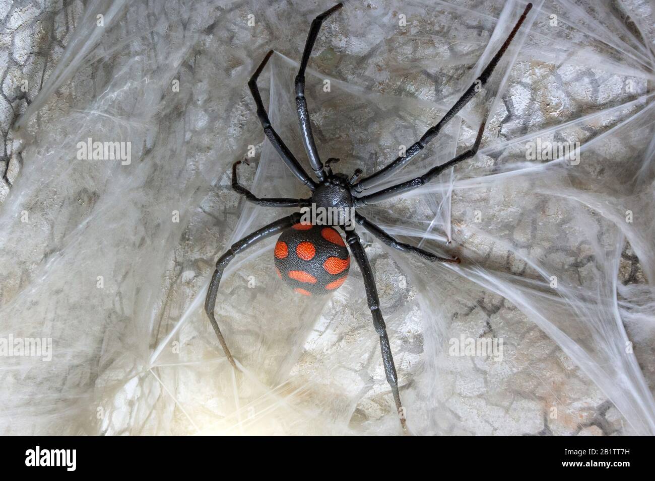 Spider femme veuve noire sur le Web, vue rapprochée Banque D'Images