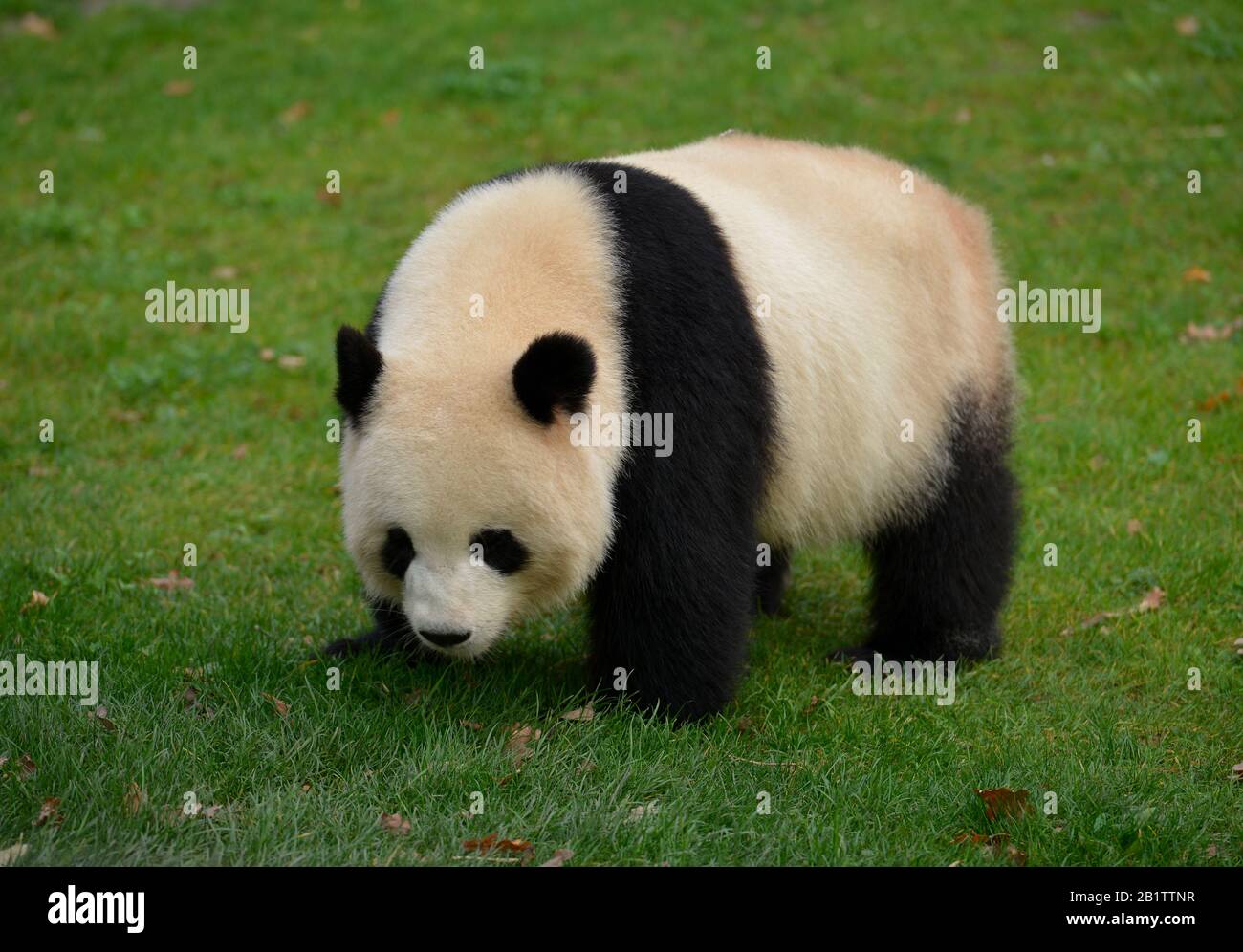 Panda Meng Meng, Zoo, Tiergarten, Mitte, Berlin, Deutschland Banque D'Images