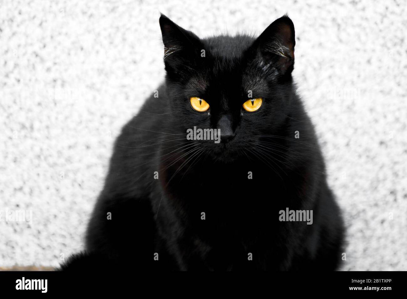 Le chat noir très photogénique, le chat noir, magnifique et méprisant, et la fourrure noire douce et soyeuse. Banque D'Images