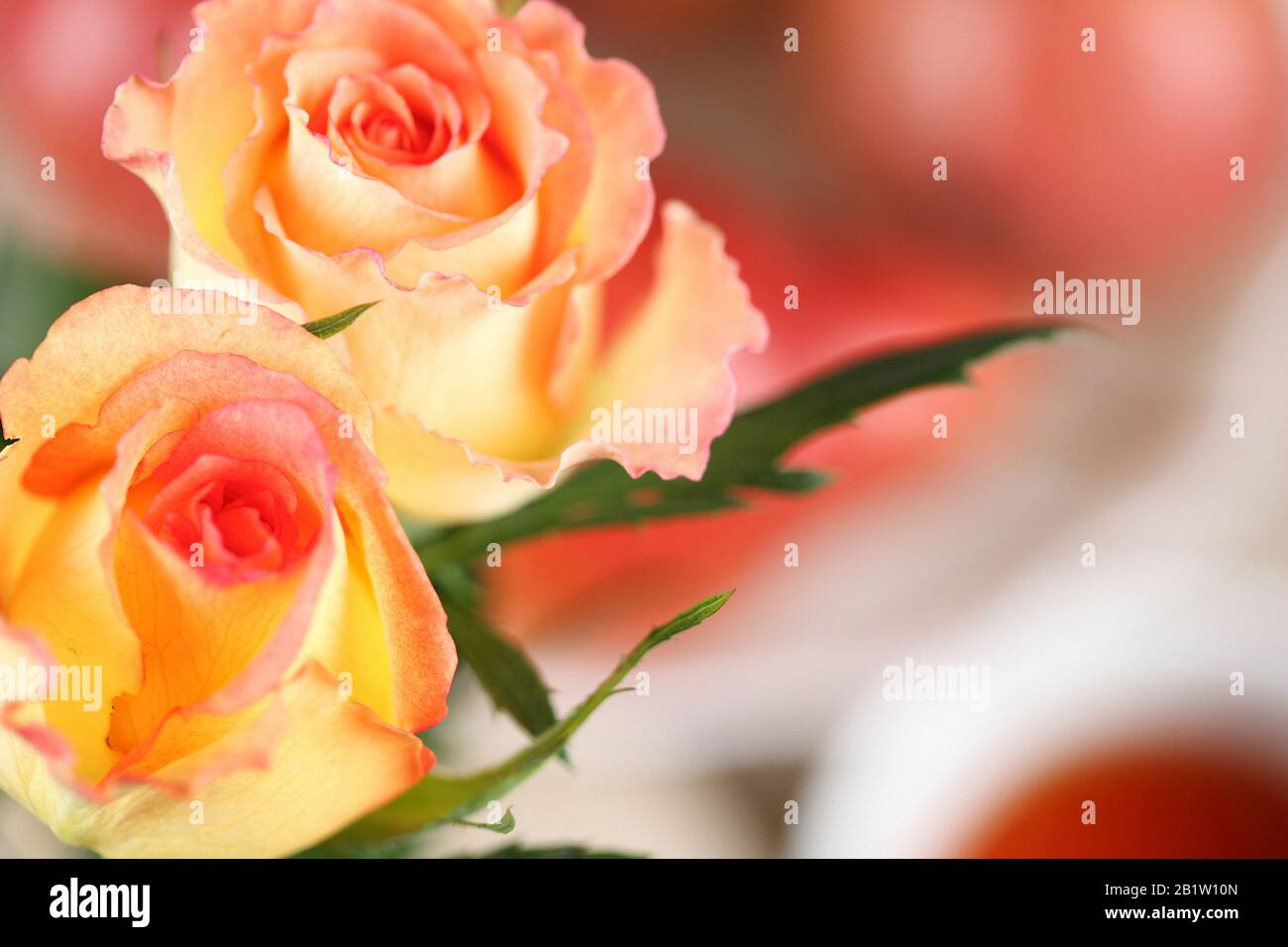 Roses jardin fleuri. La fleur rose rose et jaune fleurit sur un fond de roses floues Banque D'Images