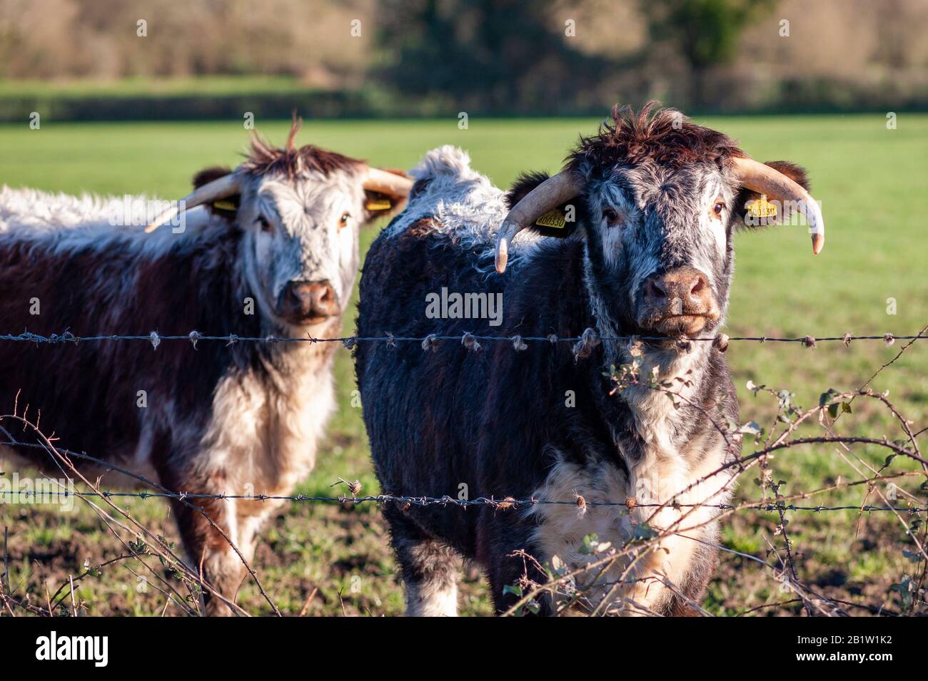 Vaches cornées dans un champ donnant sur une clôture de fil barbelé Banque D'Images