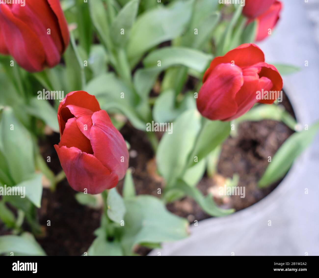 Jardins De La Ville Banque D'Images