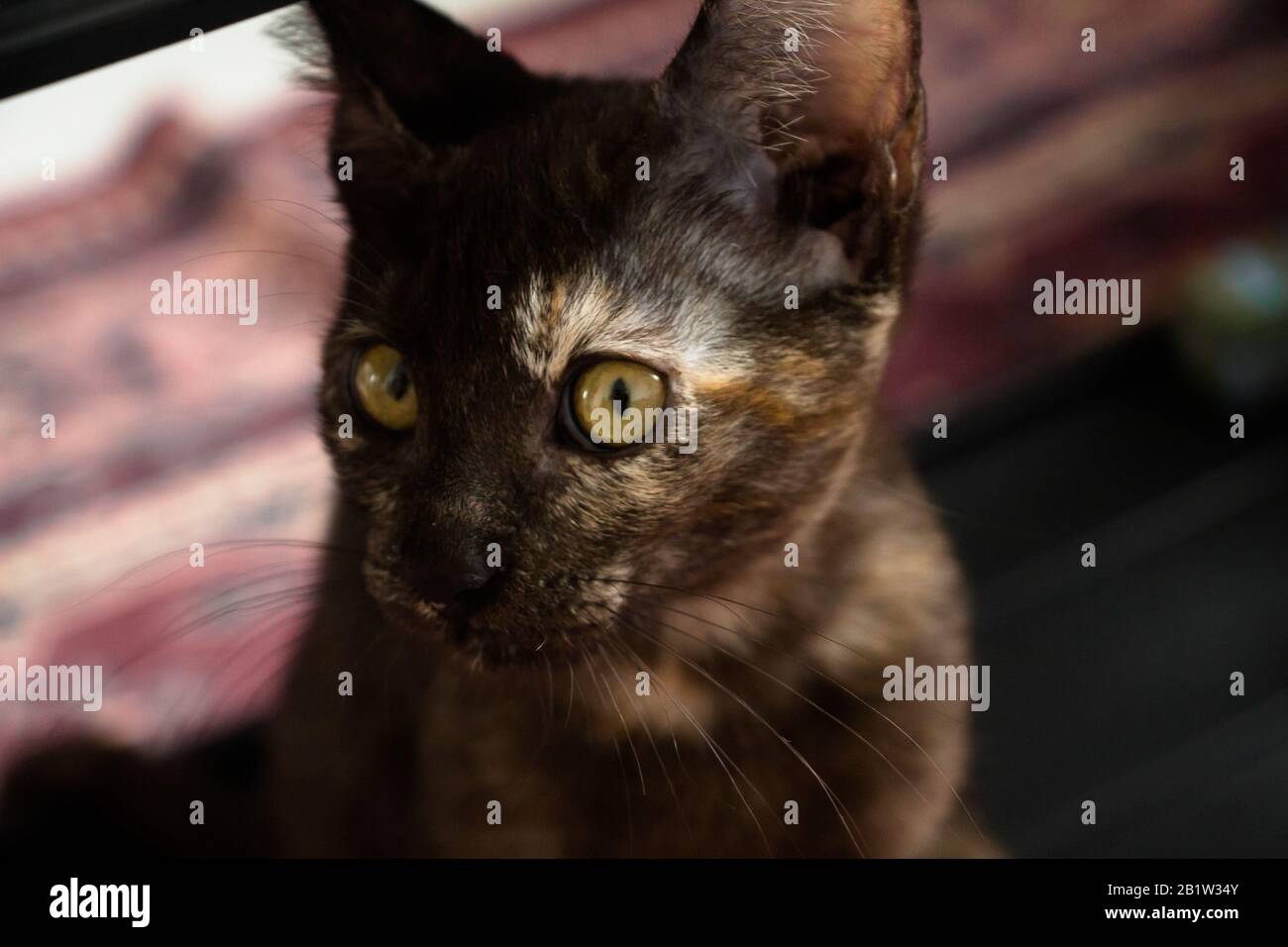 Chat noir avec un sopt blanc Banque D'Images