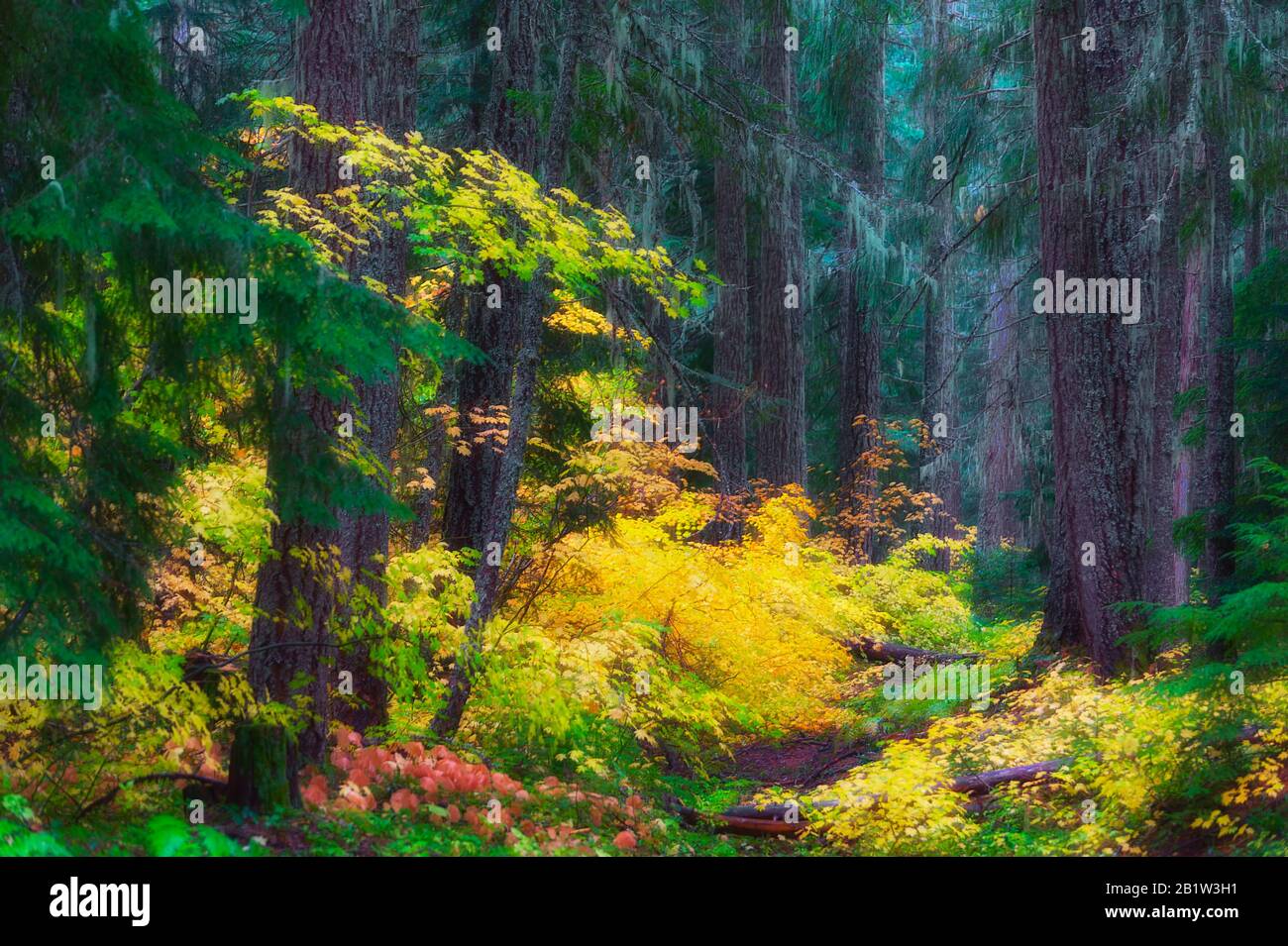 Les couleurs de l'automne apportent un contraste lumineux à la forêt fortement boisée le long du col McKenzie et Santiam dans le sentier panoramique de l'Oregon dans le mont Cascade R. Banque D'Images